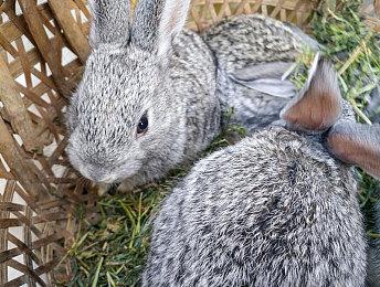 前高管回忆：索尼差点收购Bullfrog和FIFA授权